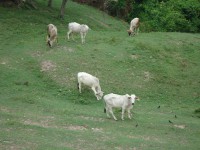 /album/fotogaleria/vaca-jpg/